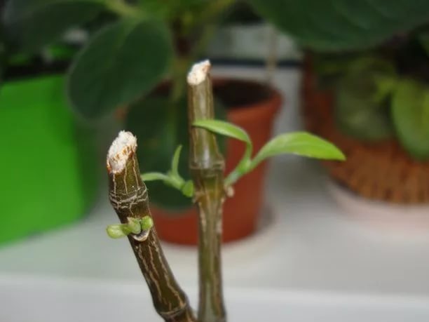 Pirmasis pachistachio apipjaustymas