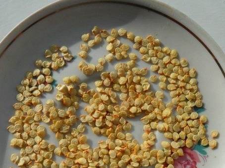 Селекция на семената