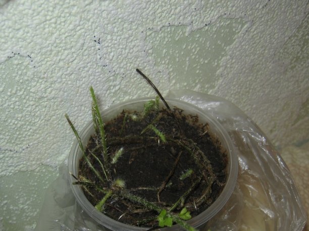 Proceso įsišaknijimas