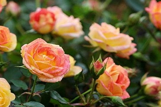 ציפור יונקים