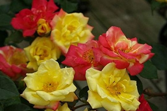 מסכות לתינוקות