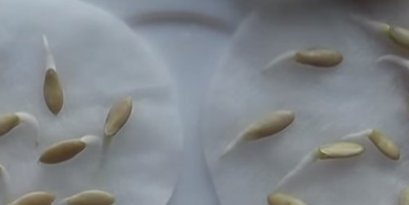 Cucumber seeds