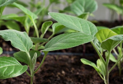 Khi nào nên trồng bắp cải Trung Quốc