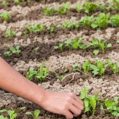 Khi nào nên trồng bắp cải Trung Quốc