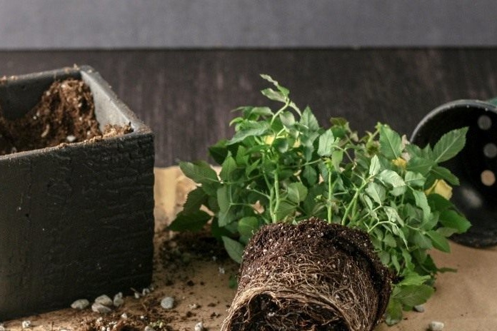 תהליך השתלת ורדים