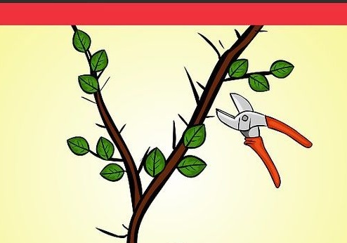 Genėjimo taisyklės