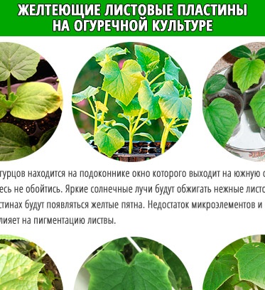 Nguyên nhân của lá vàng