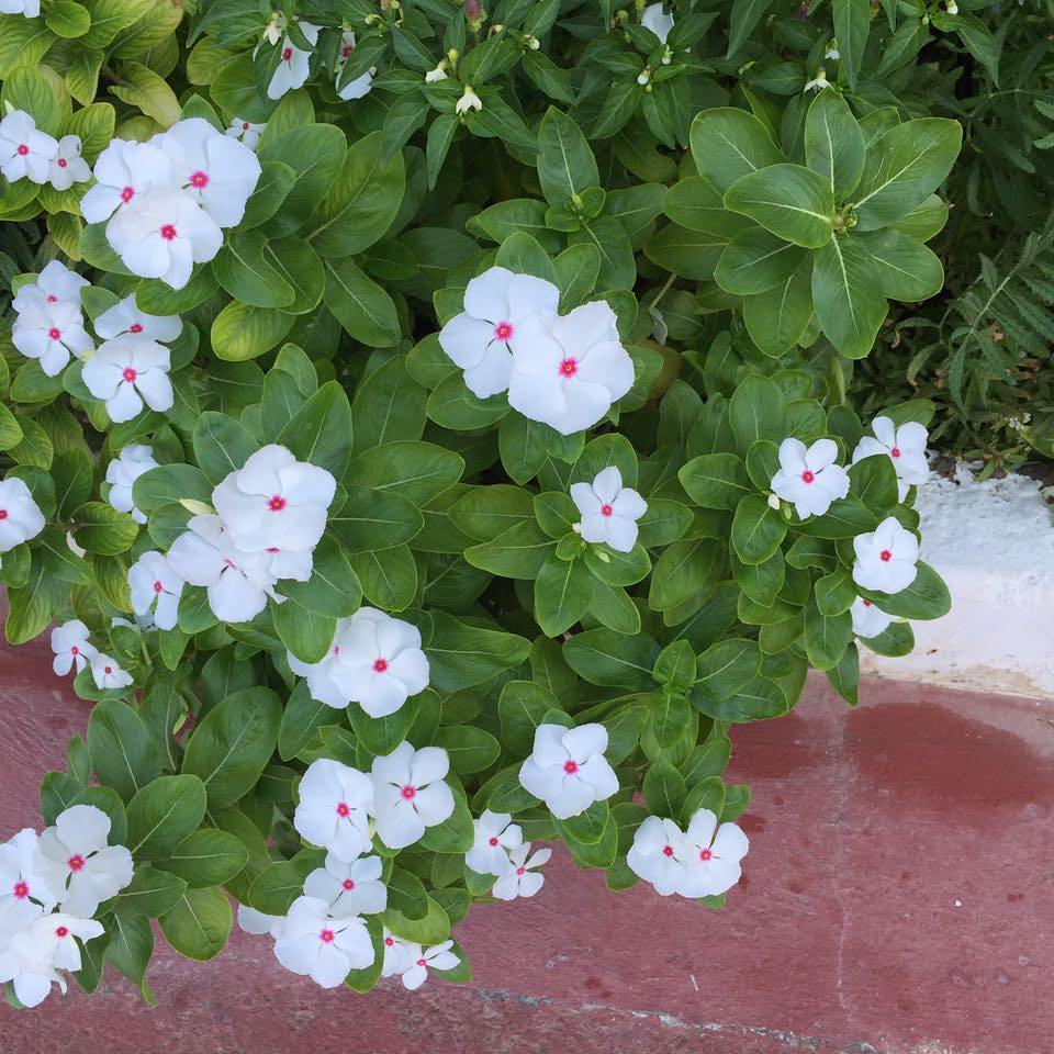 Средиземноморска полка