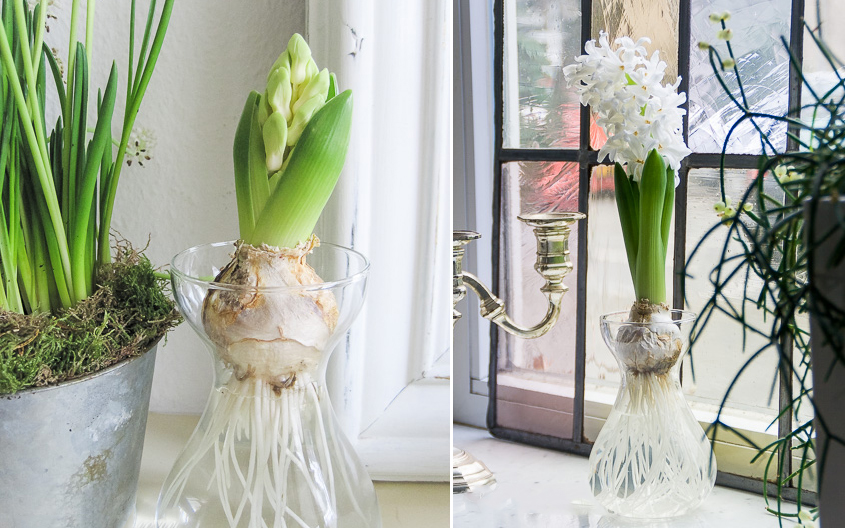 Hyacinths growing in water