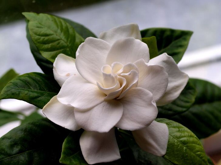 gardenia