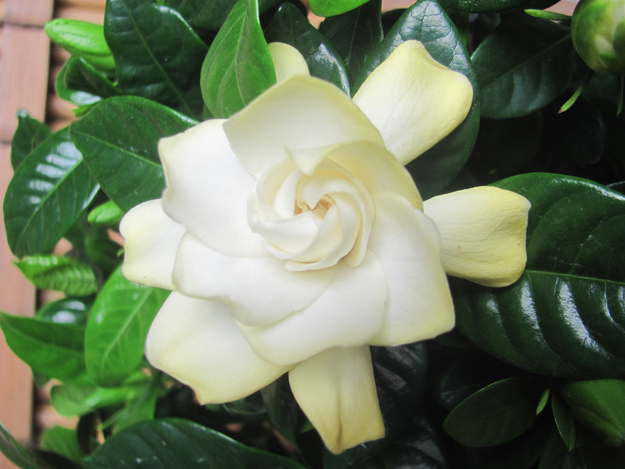 gardenia