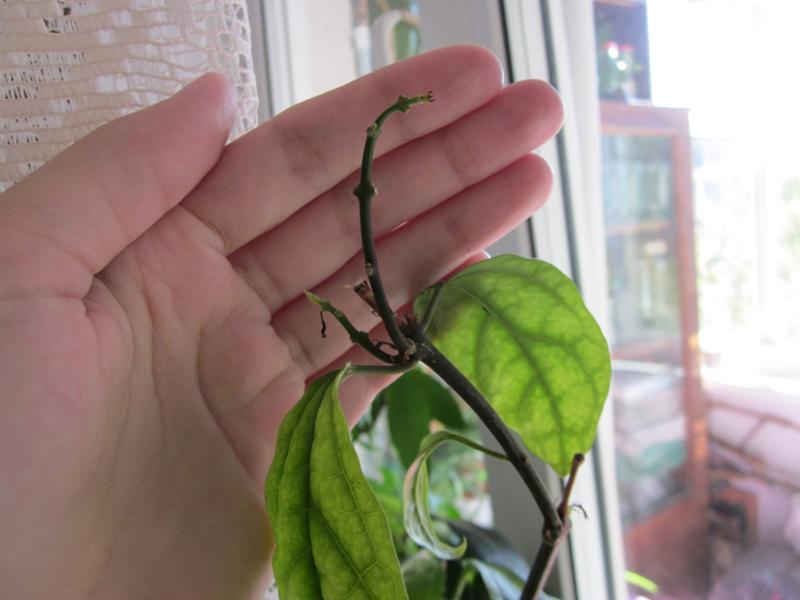 Clerodendrum lapų kritimas