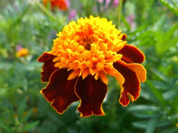 When to plant marigolds for seedlings in 2019