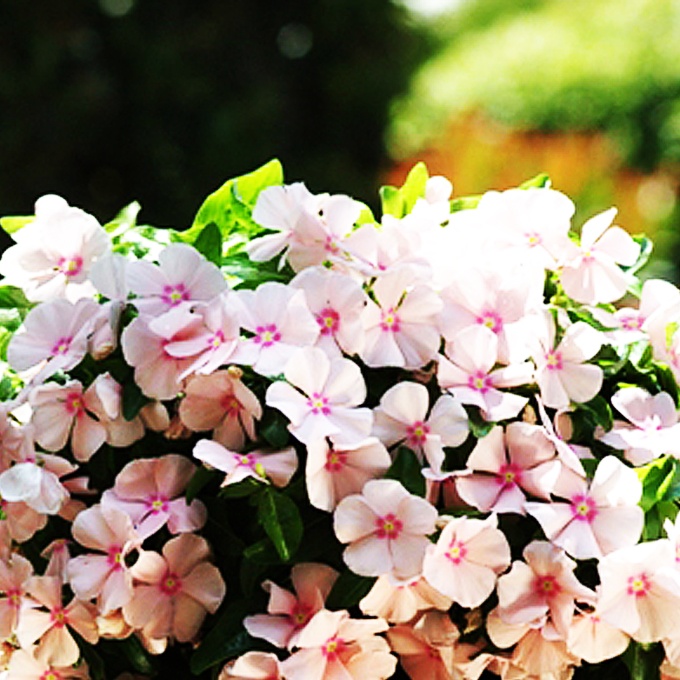 Средиземноморска праскова