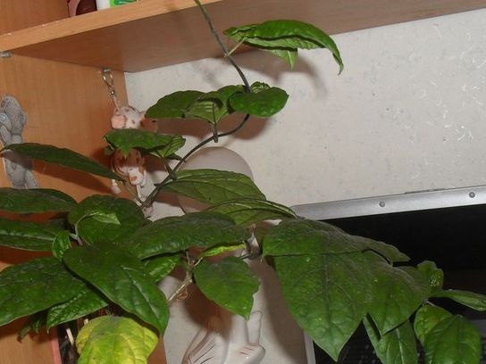 Clodendrum trūksta žydėjimo