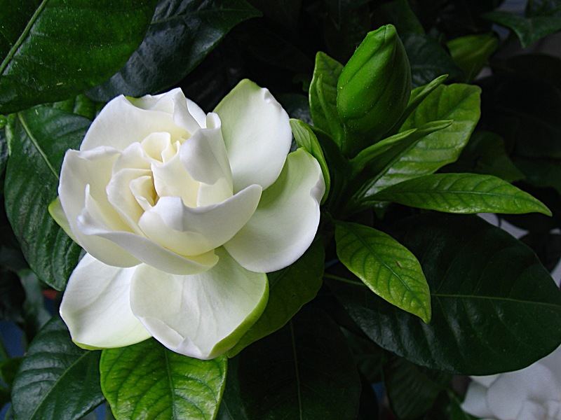 gardenia