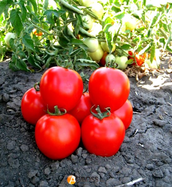 Децим Магн Авзоний