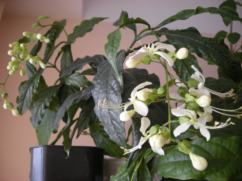 „Clerodendrum Prospero“