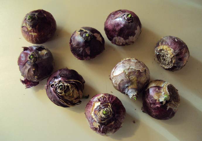 Hyacinth bulbs