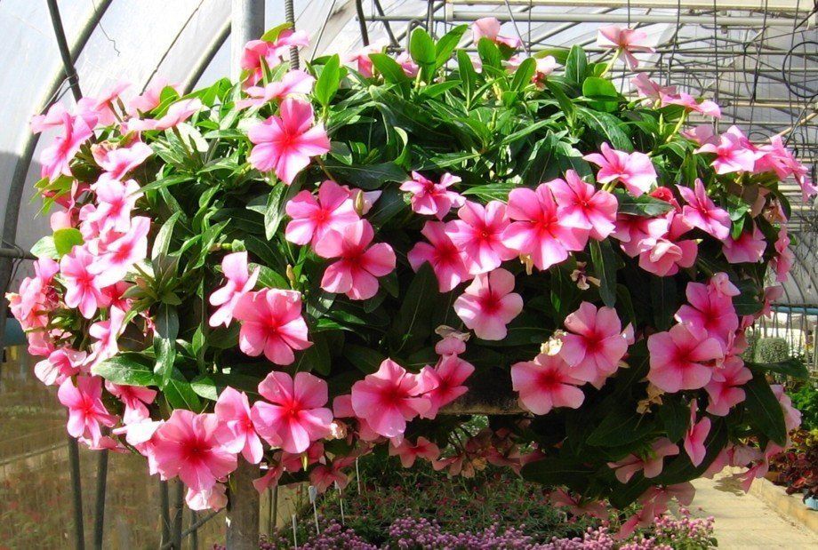 Средиземноморска Стробъри