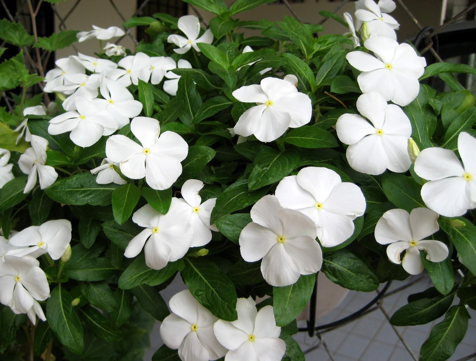 Средиземноморски бял