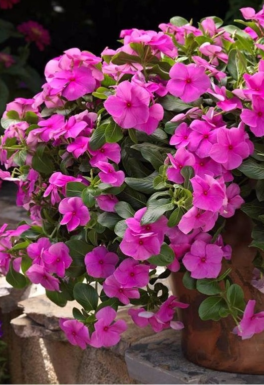 Средиземноморски люляк