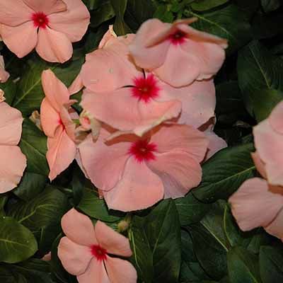 Кайсиева кора кайсия