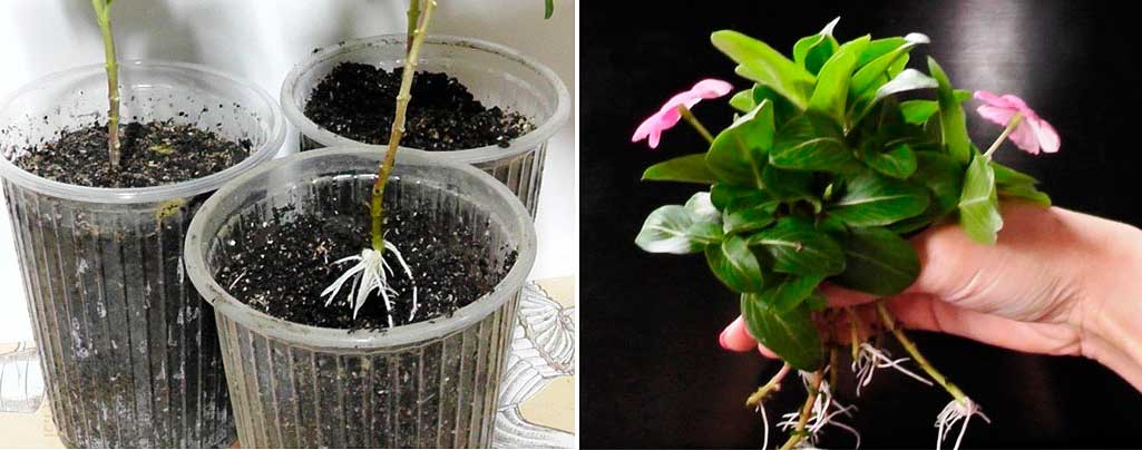 репродукция