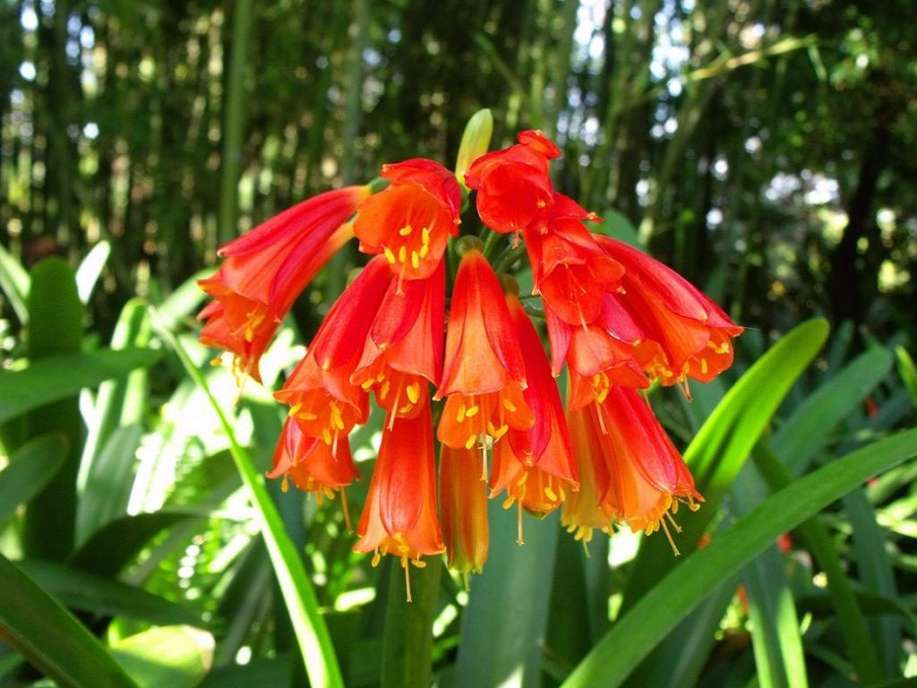 קליוויה יפה