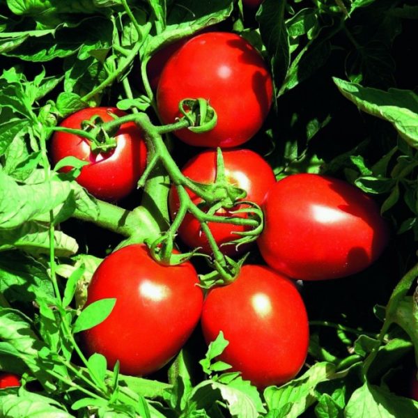 сладост за деца