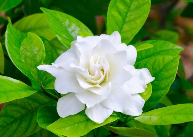 gardenia