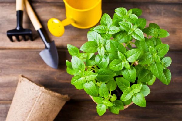 Босилерова почва