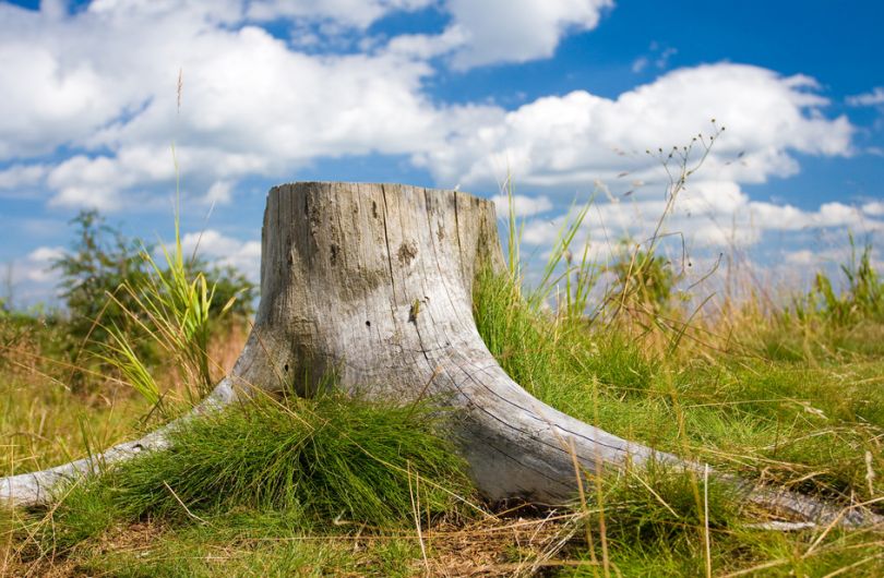 Com desarrelar una soca