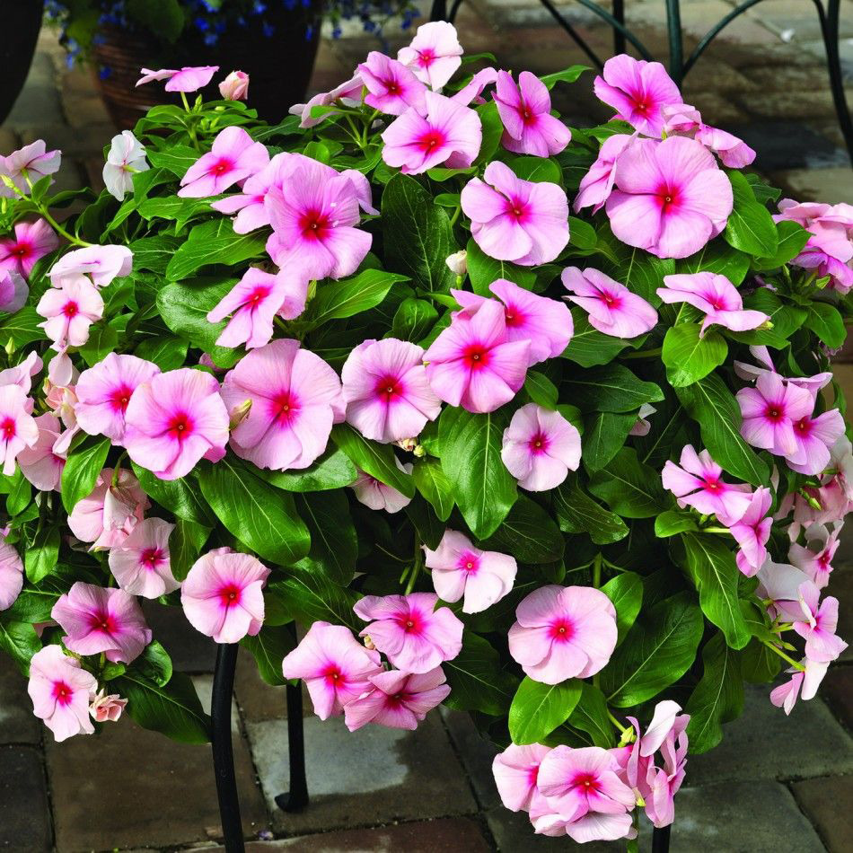 catharanthus