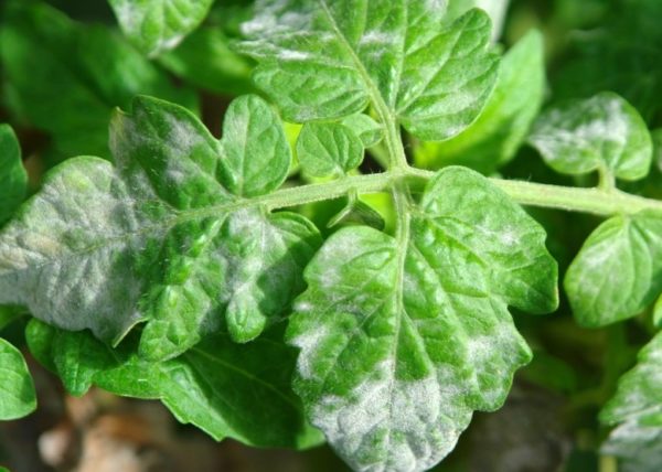 עובש על העלים