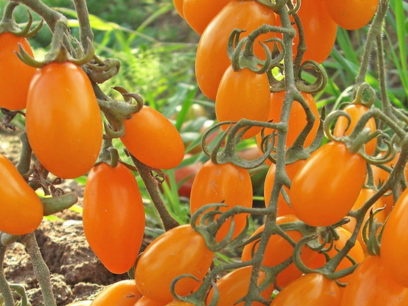 златни пръсти