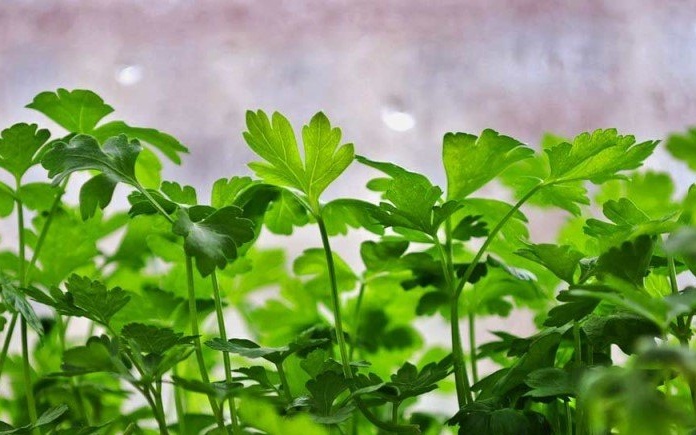 creixement de julivert