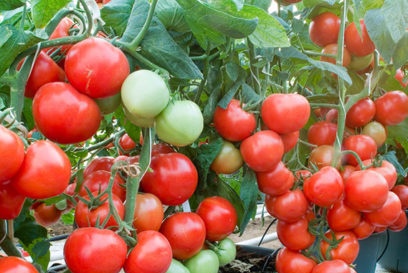 Отглеждане на кофа