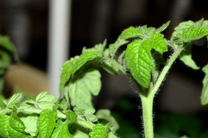 lá mọc gần cây con