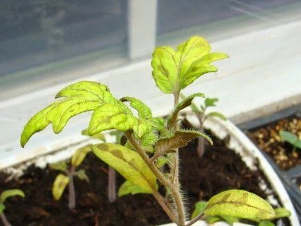 листа усукване