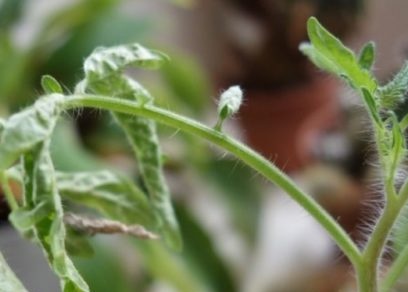 lá được cuộn tròn