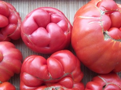 страшни домати