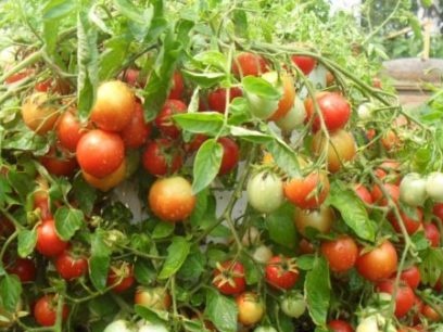 Свети Валентин