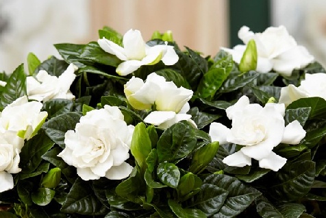 gardenia