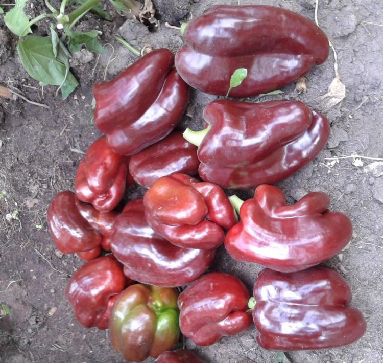 Rytų įvairovės žvaigždė