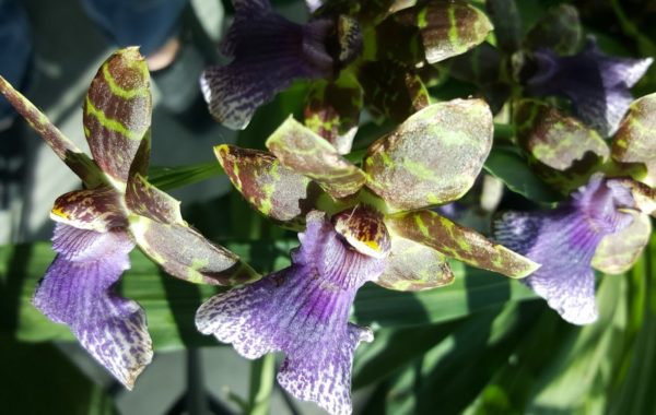 סחלב Zygopetalum