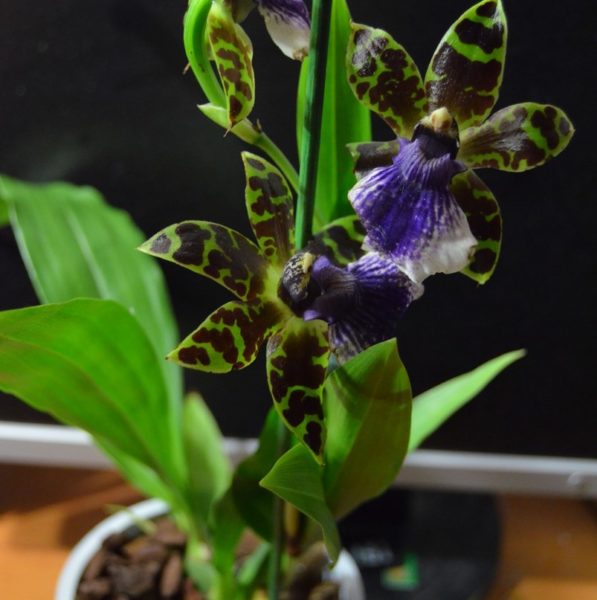 סחלב Zygopetalum