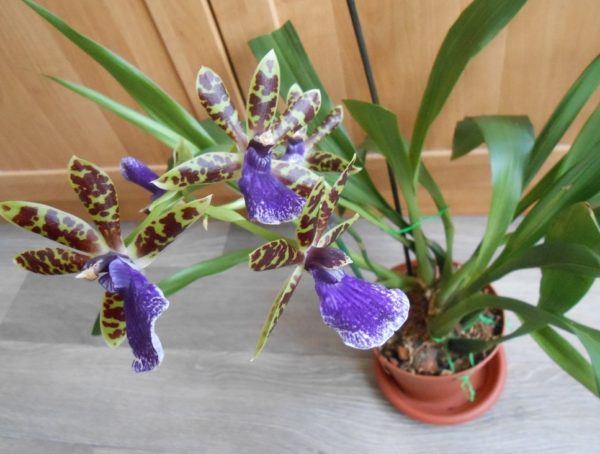 סחלב Zygopetalum