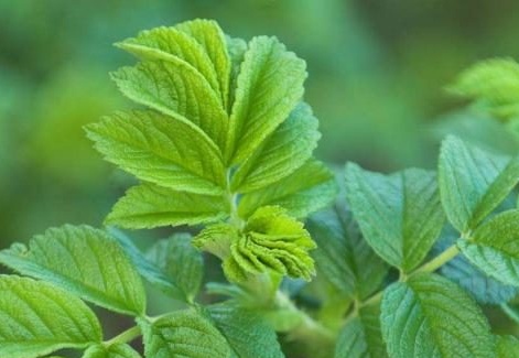 Листа от шипка