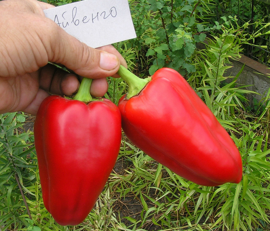 „Aivengo“ klasė